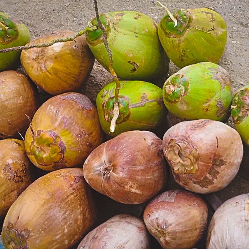 Kodumudi Coconut Auction Price Today – 24.08.2026