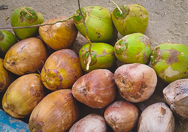 Coconut Price Today in Erode | Avalpoondurai Coconut Auction Price