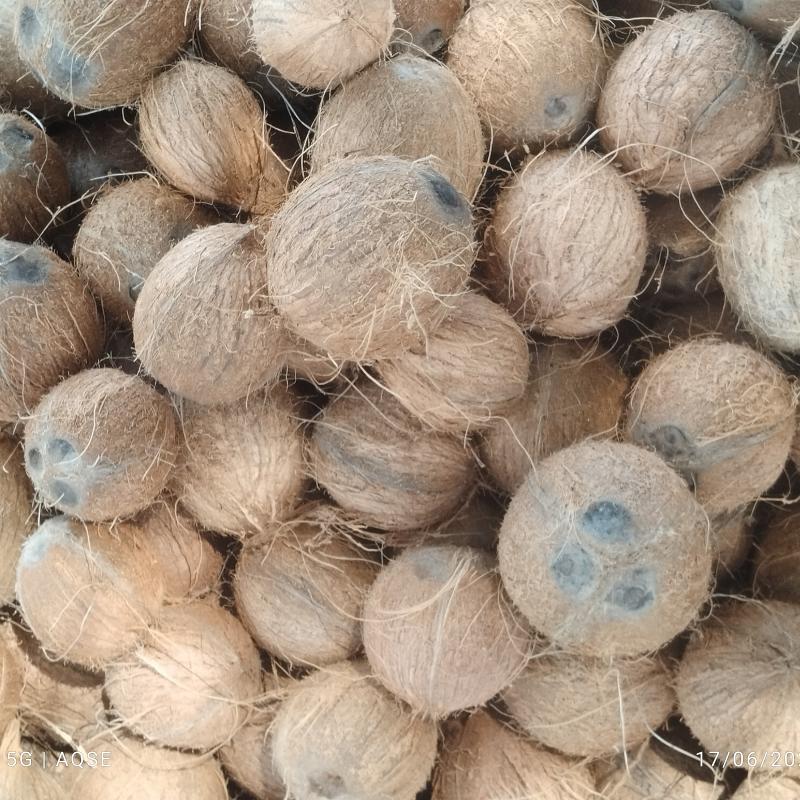Today Coconut Rate | கனகபுரம் தேங்காய் விலை இன்று 25-08-2026