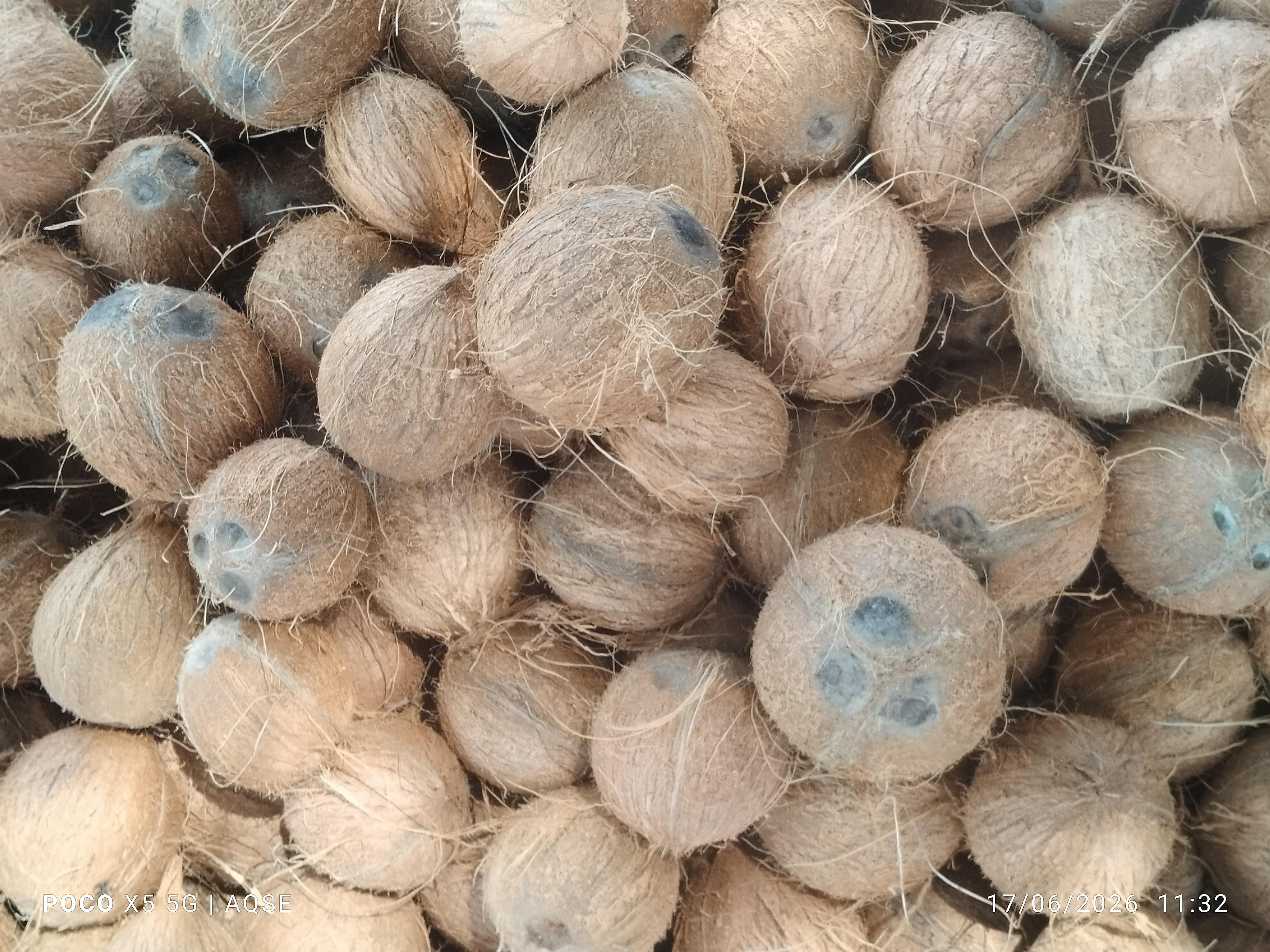 Today's Coconut Products Rate At Annur | அன்னூர் தென்னை பொருட்கள் ஏலம்